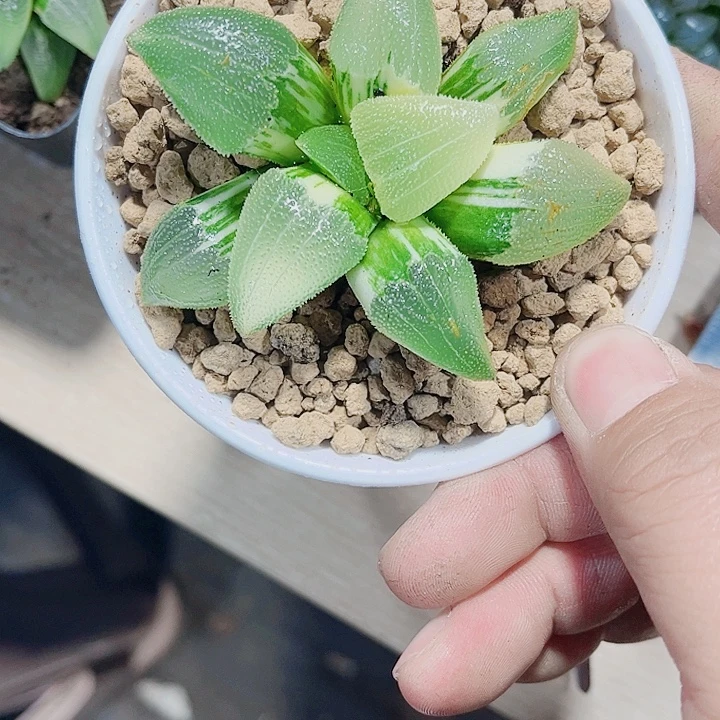 蓝光磨面寿锦新手好养