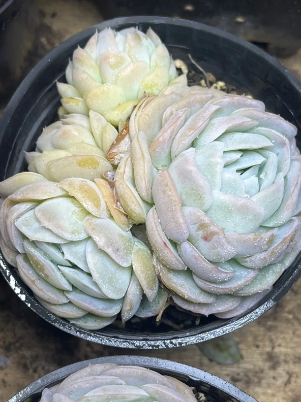 全场满15包邮 贝壳西娜8-9厘米多肉植物，带盆土发过