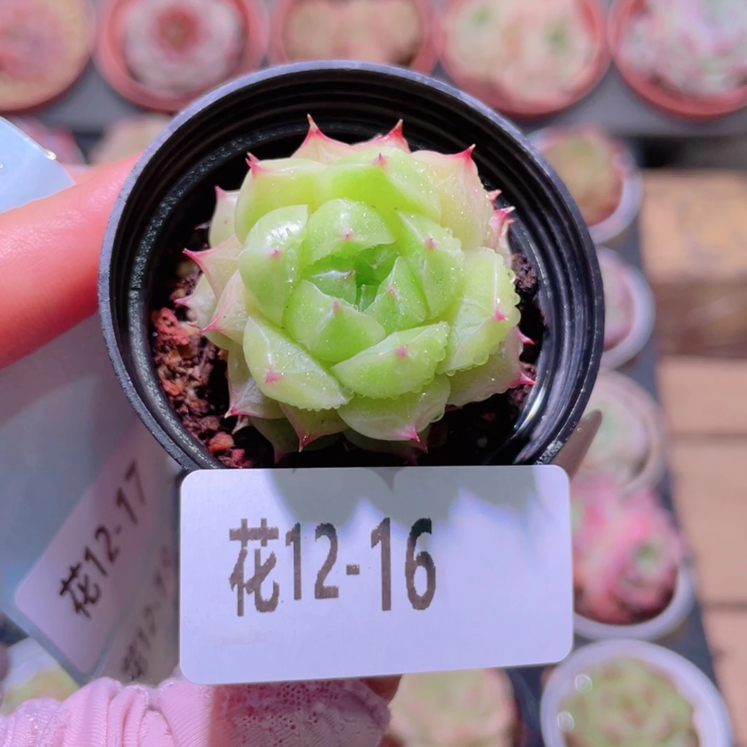 花利美12-16麦秆单头