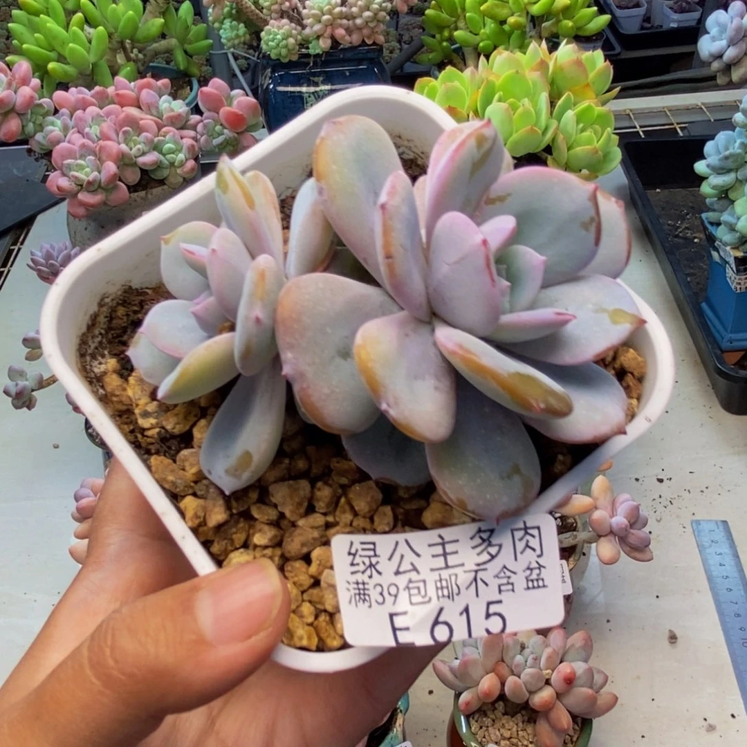 615丸叶奶茶多肉8c m
