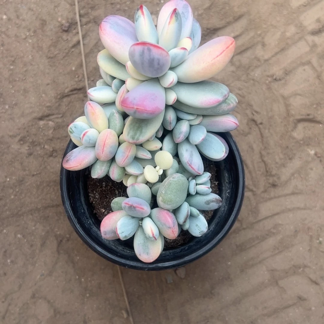 莉*多肉乒乓福娘锦2543号