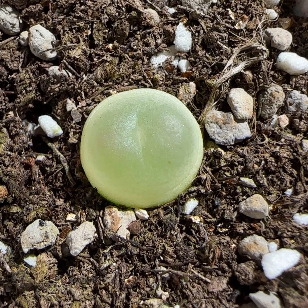 肉锥多肉植物组合-日式拉登999