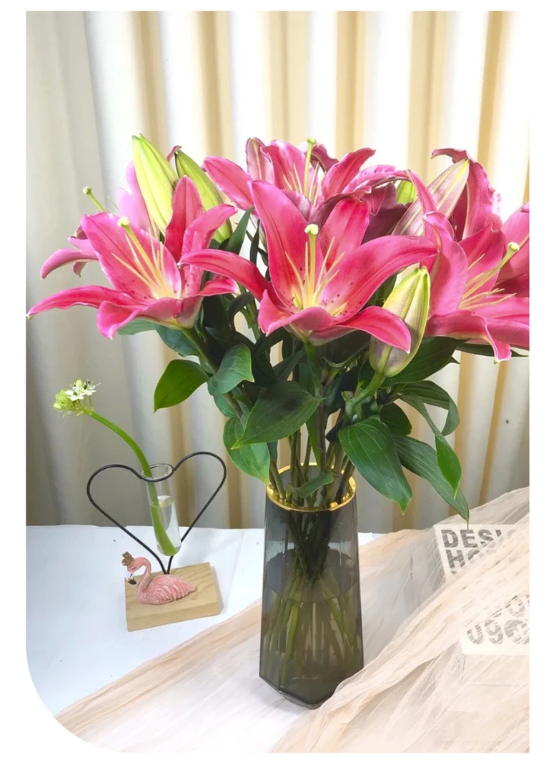 宸希花卉西诺红香水百合水养鲜花云南基地直发家用插花