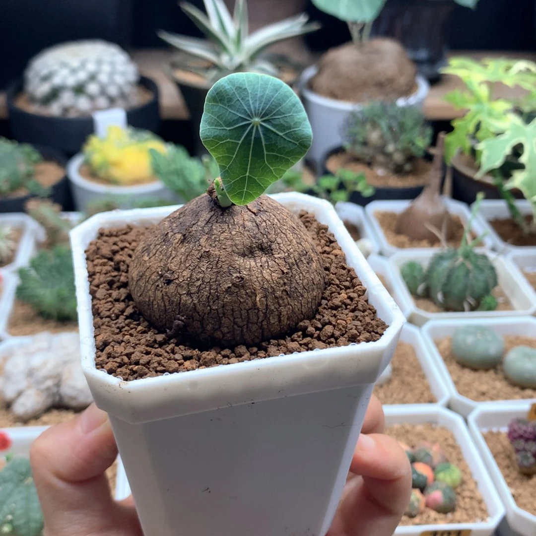 素可泰山乌龟带盆4.5cm