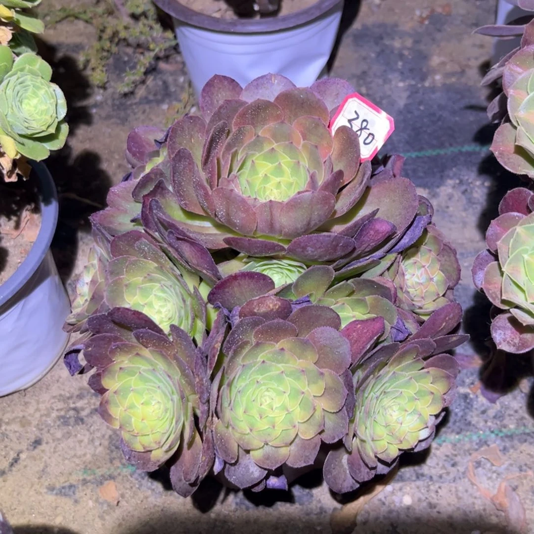 380多肉植物雨荷