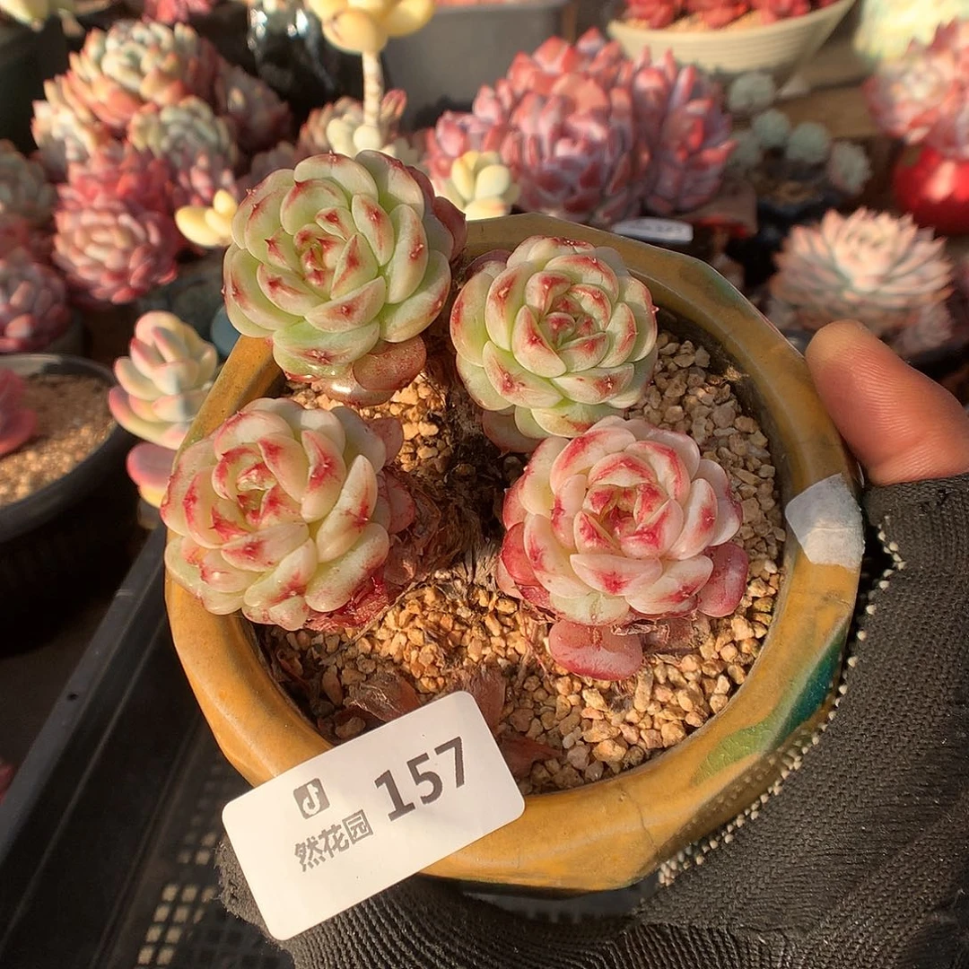 157天鹅绒多肉植物6666