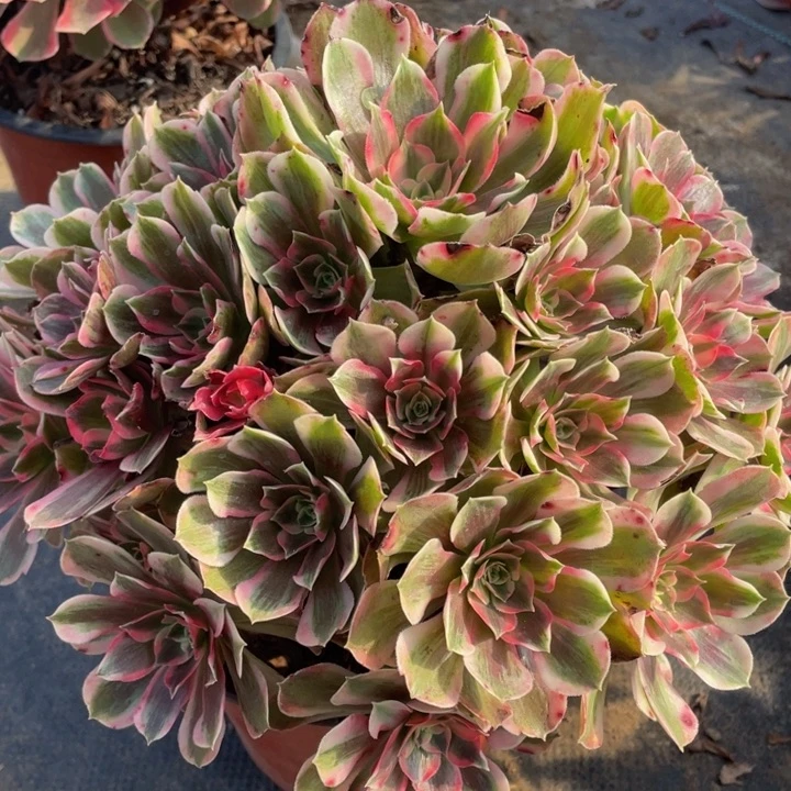 803男神精品法师多肉