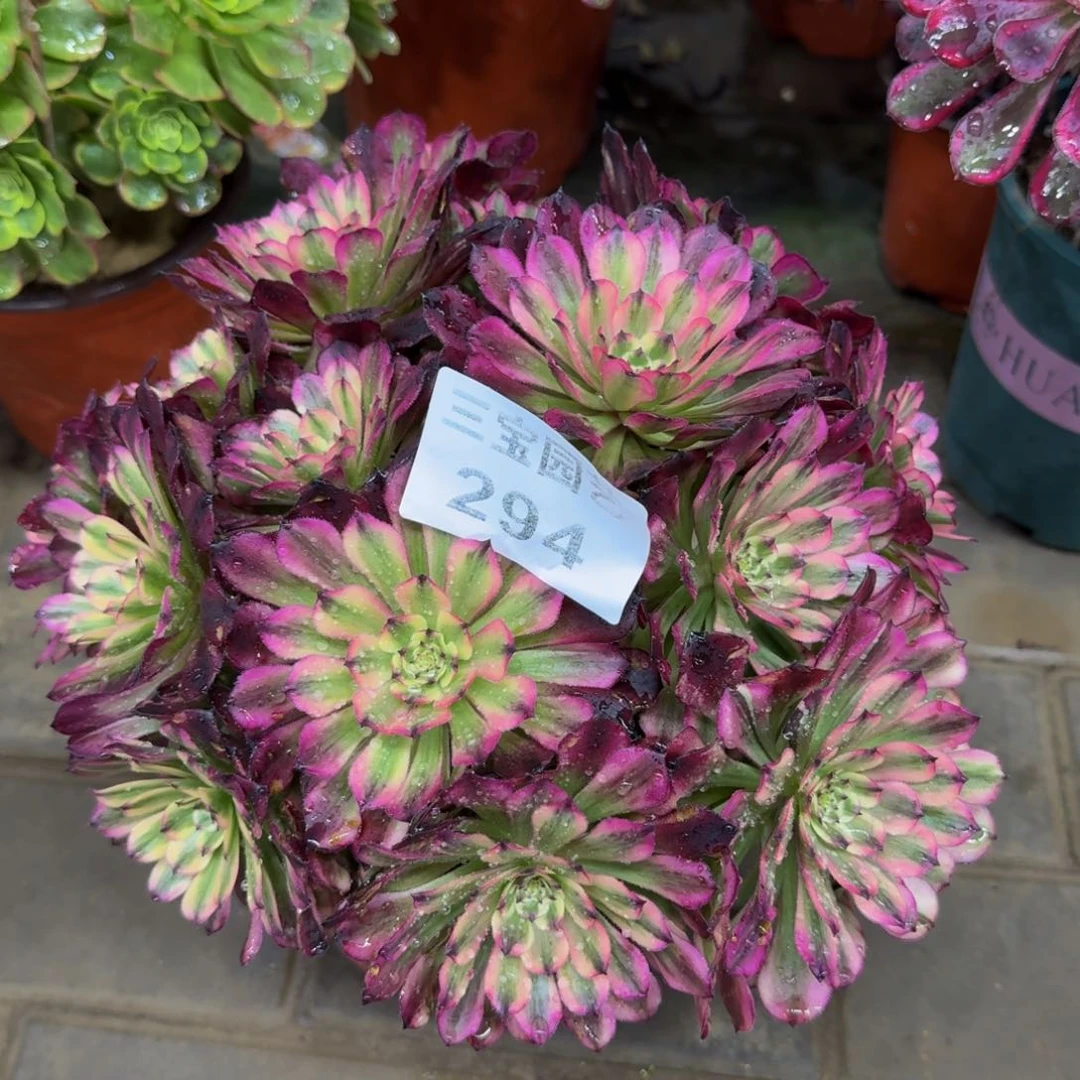 多肉植物294辉煌