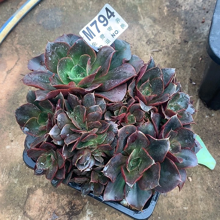 蒙娜丽莎缀化 多肉植物9.23左右发