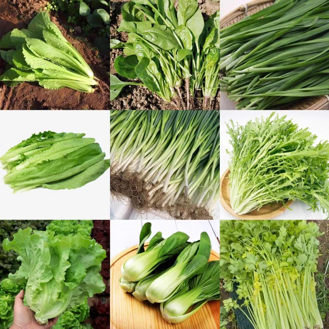 【天泽甄选】叶菜组合任选3款新鲜采摘农家种植3斤(顺丰包邮)绿色蔬菜
