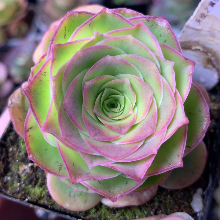 一物一拍天使之翼235