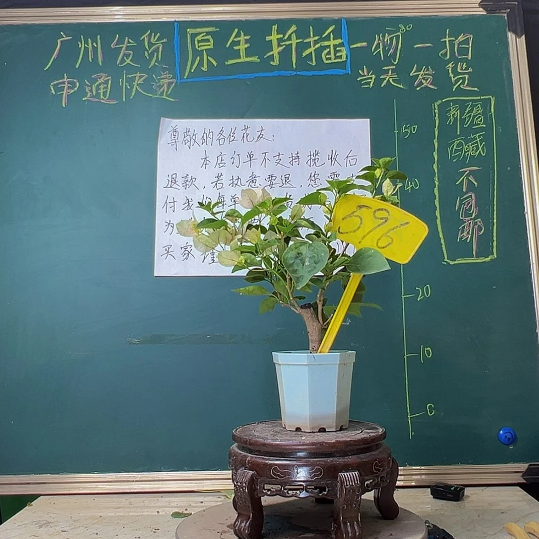 当前无花栽培后可以开花绿叶五宝有破皮 大宝596