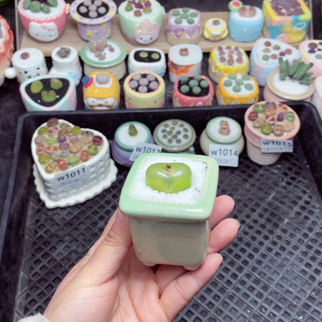 w 1016 -零下地区拍保温箱-15支持寄养