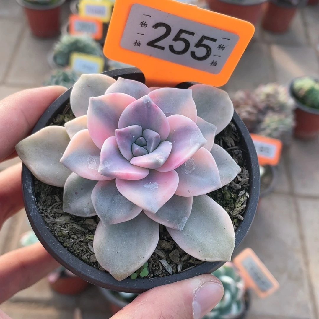 【闪购商品】255号