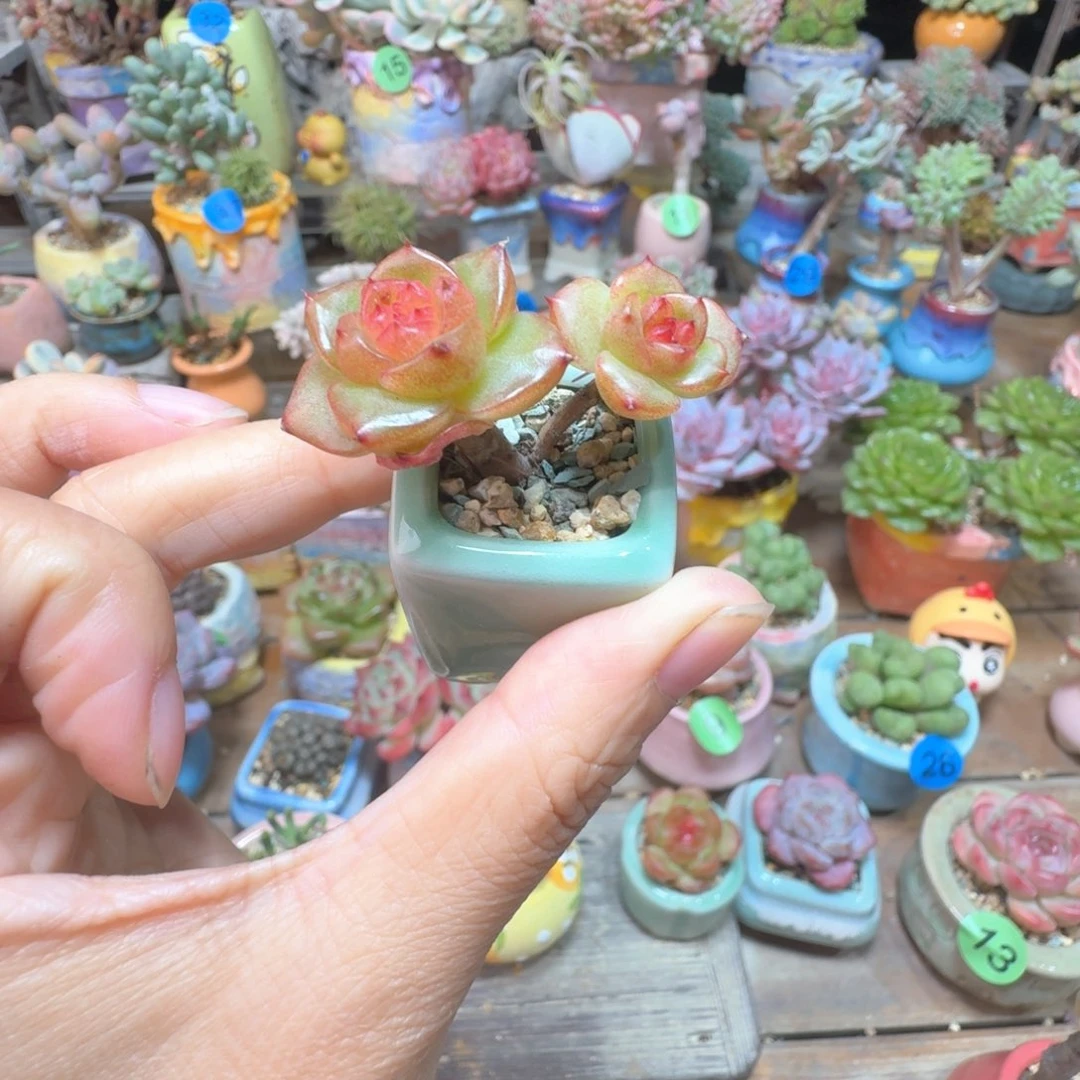 优选溏心 多肉含盆土 一物一拍