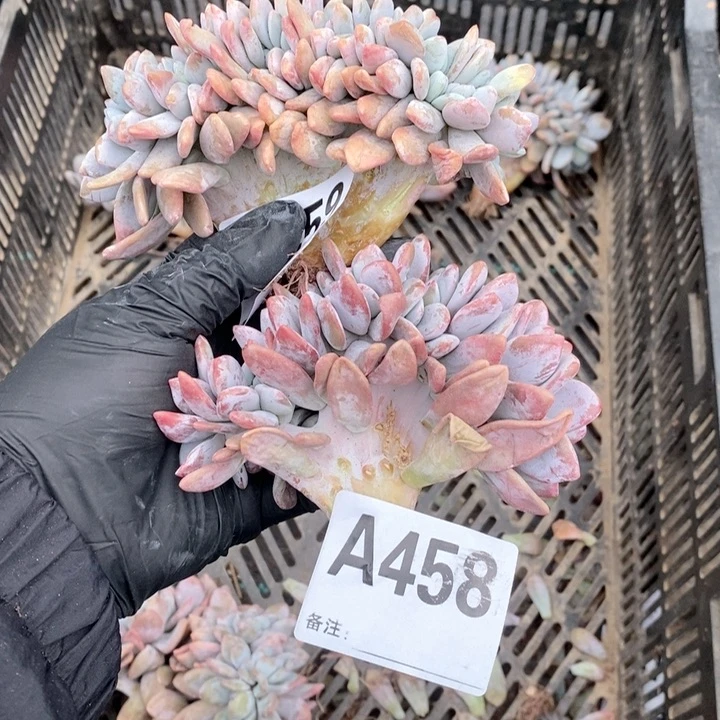 459.458 粉兔缀哇哇哇哇