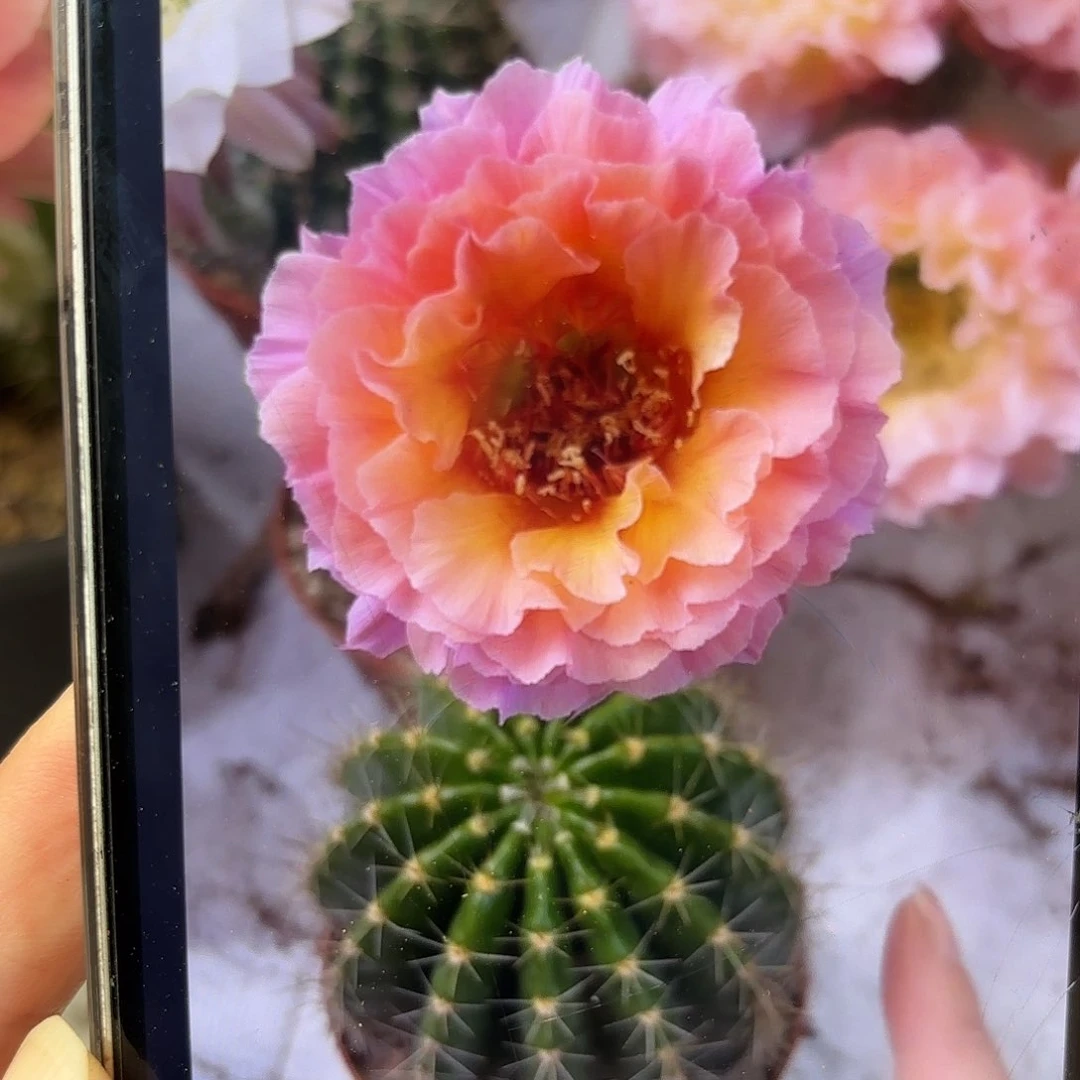 彩草青鸾火凤7-8公分左右