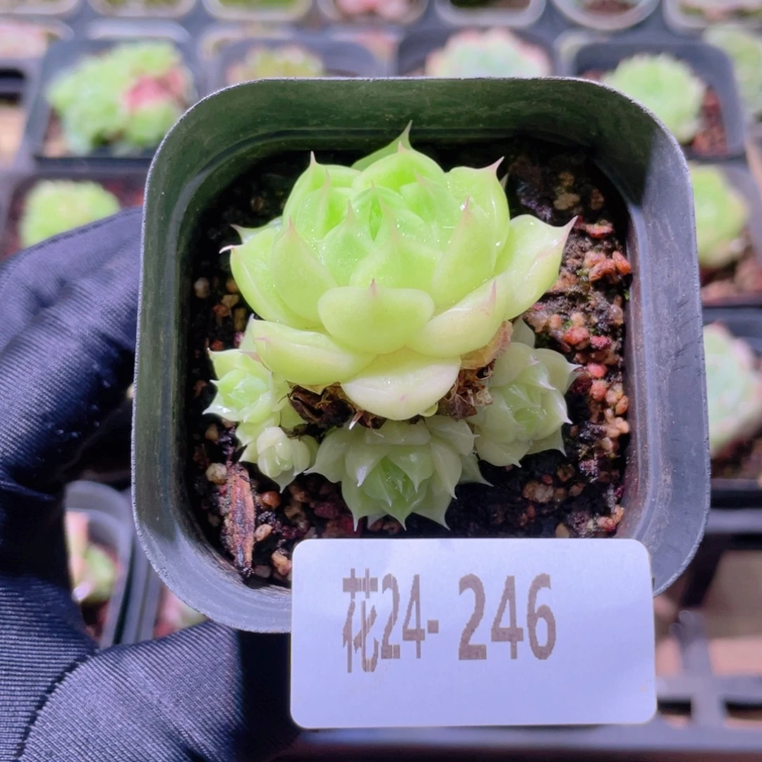 花利美24-246麦秆