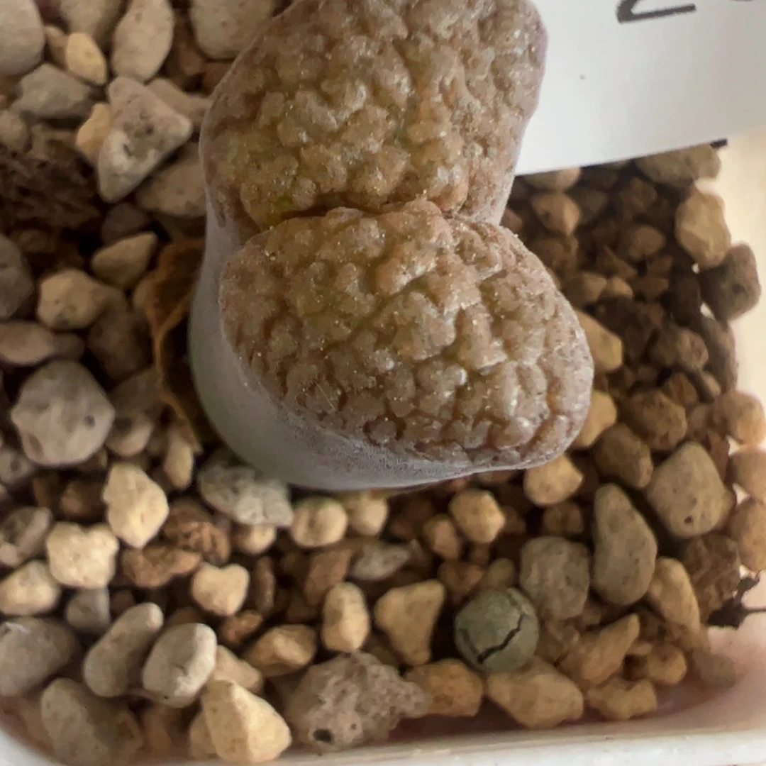 264…………………………………