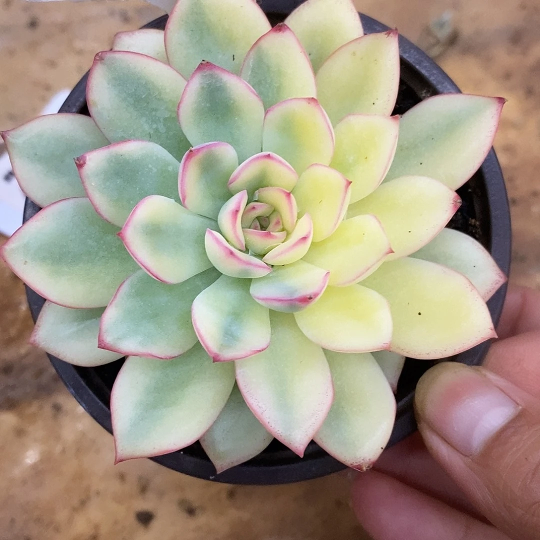 237雨燕座哈哈哈哈哈