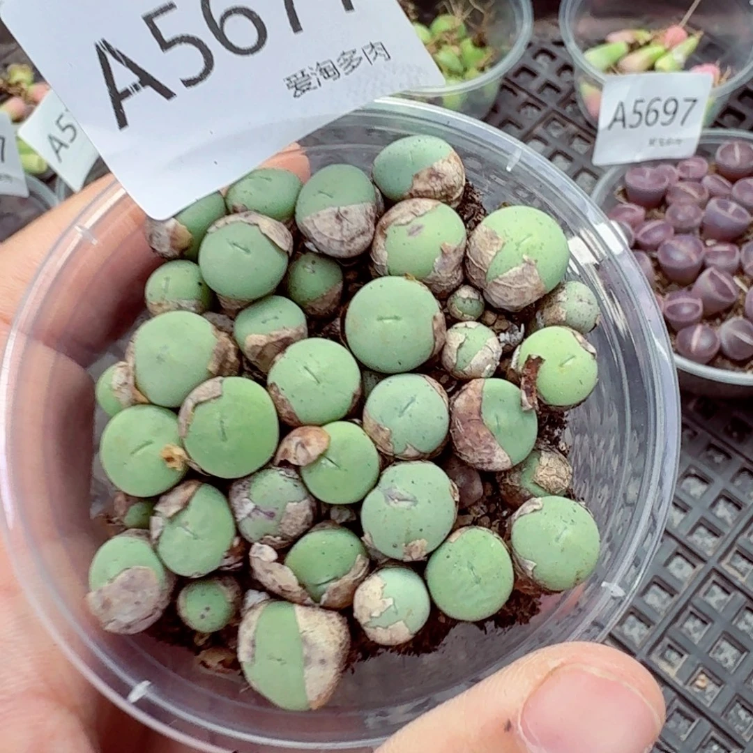 5677—生石花 生石花