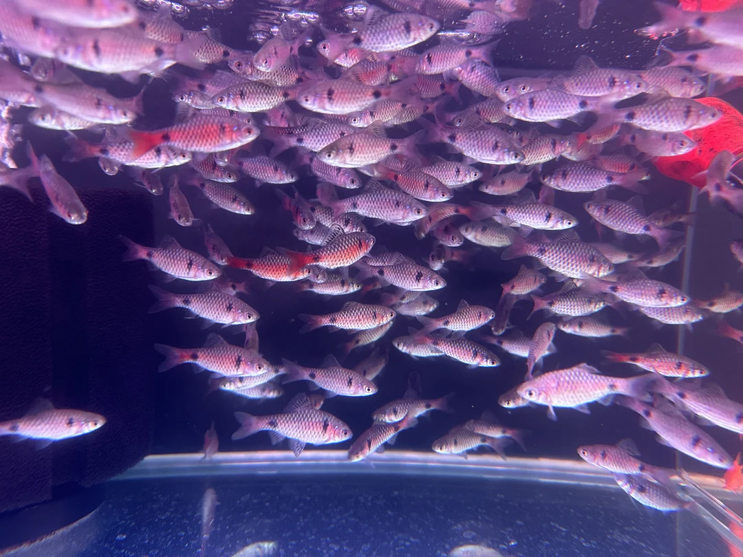 钻石彩虹鲫·小型热带鱼观赏鱼·易活群游很好养