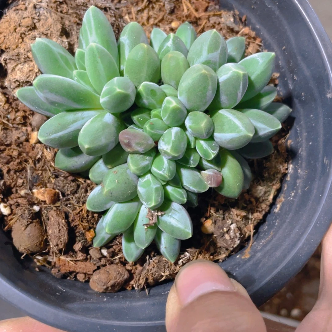 刺***1刺姐专拍多肉植物一棵