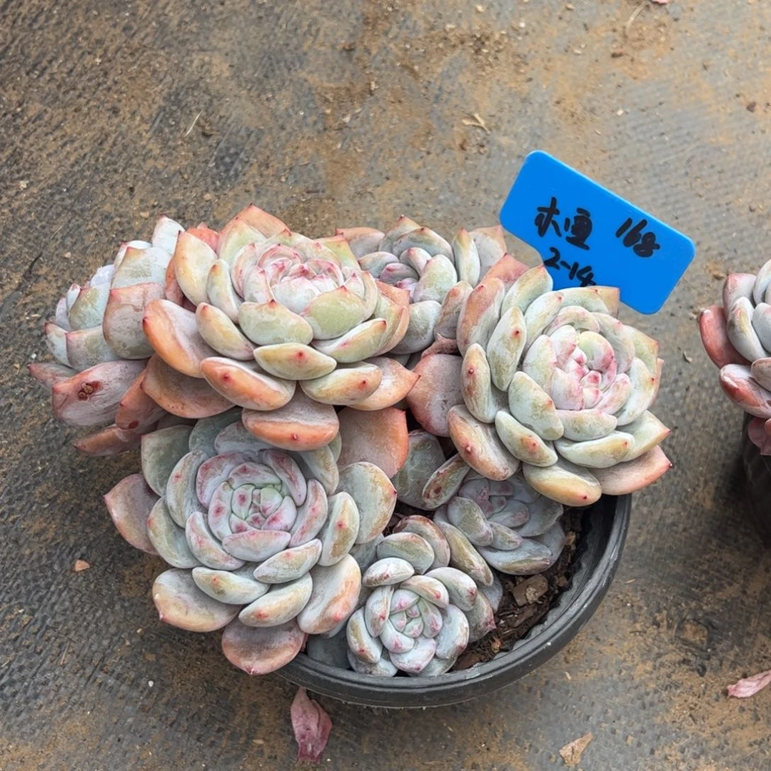 木**彤木雪蒙特多肉植物