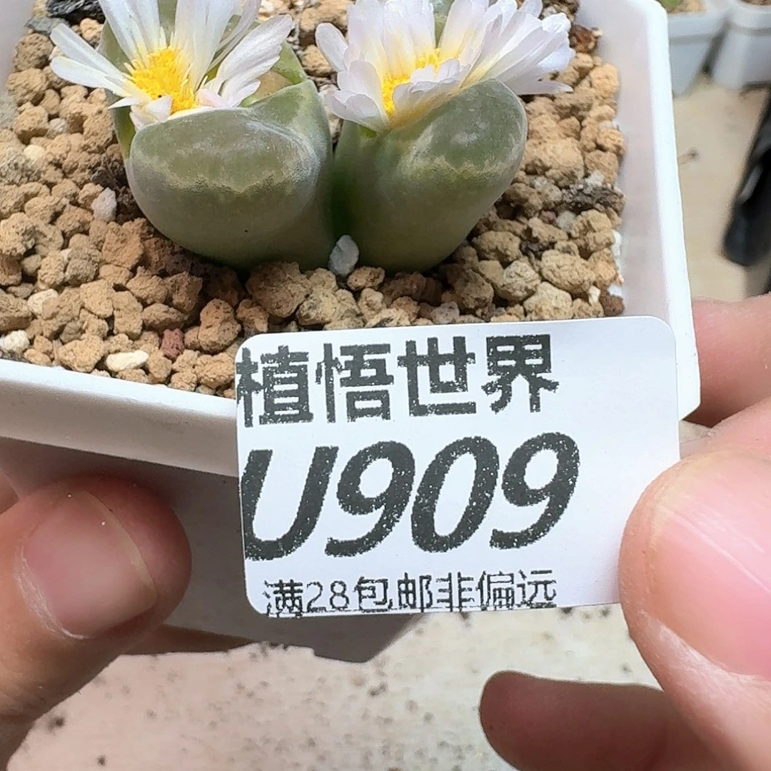 多肉植物的人生fghh