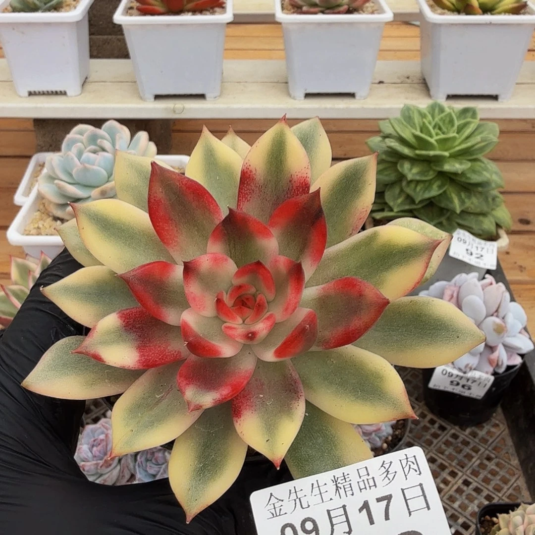 0917-100火焰山单头