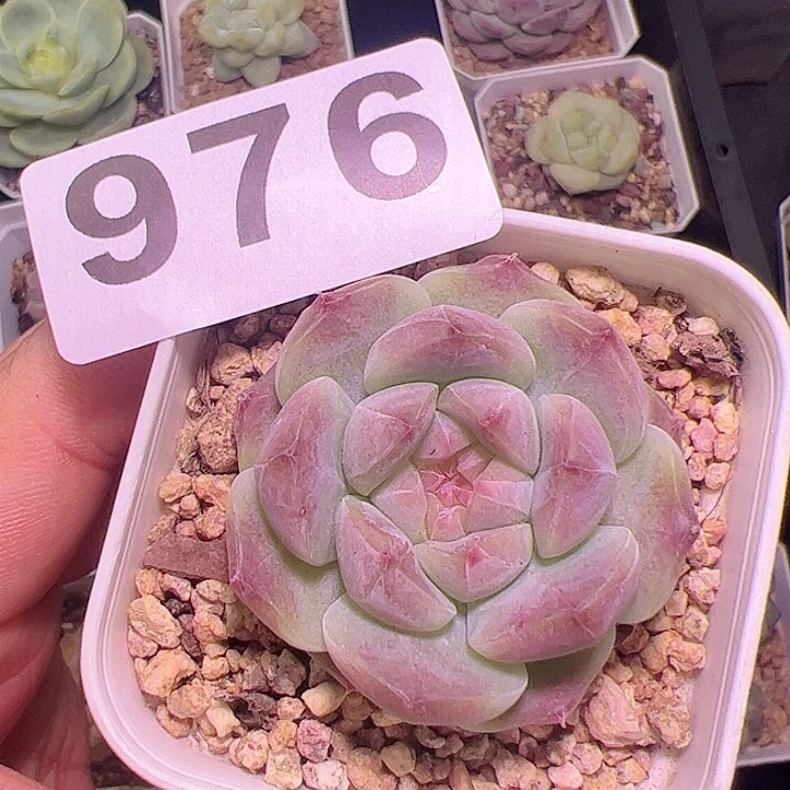 冰魄多肉植物单头