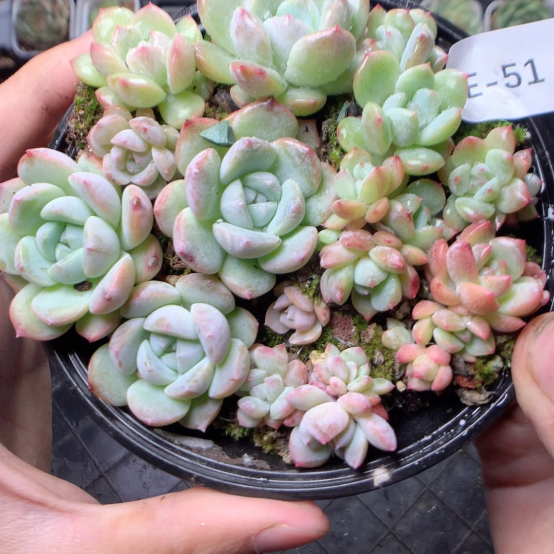 无花朵E51太妃糖yyy