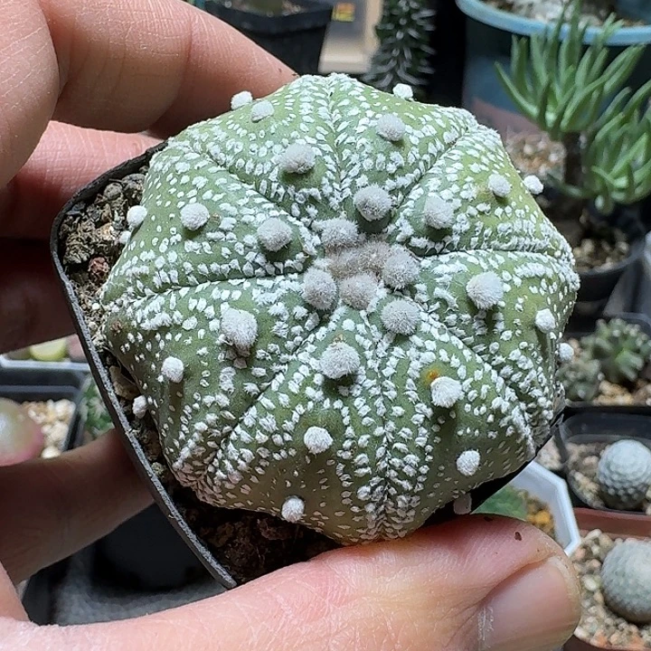 314海星兜带盆发货