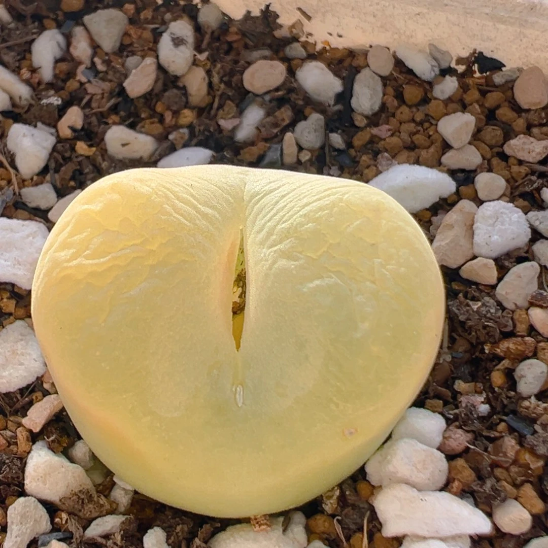 2716多肉植物百科知识