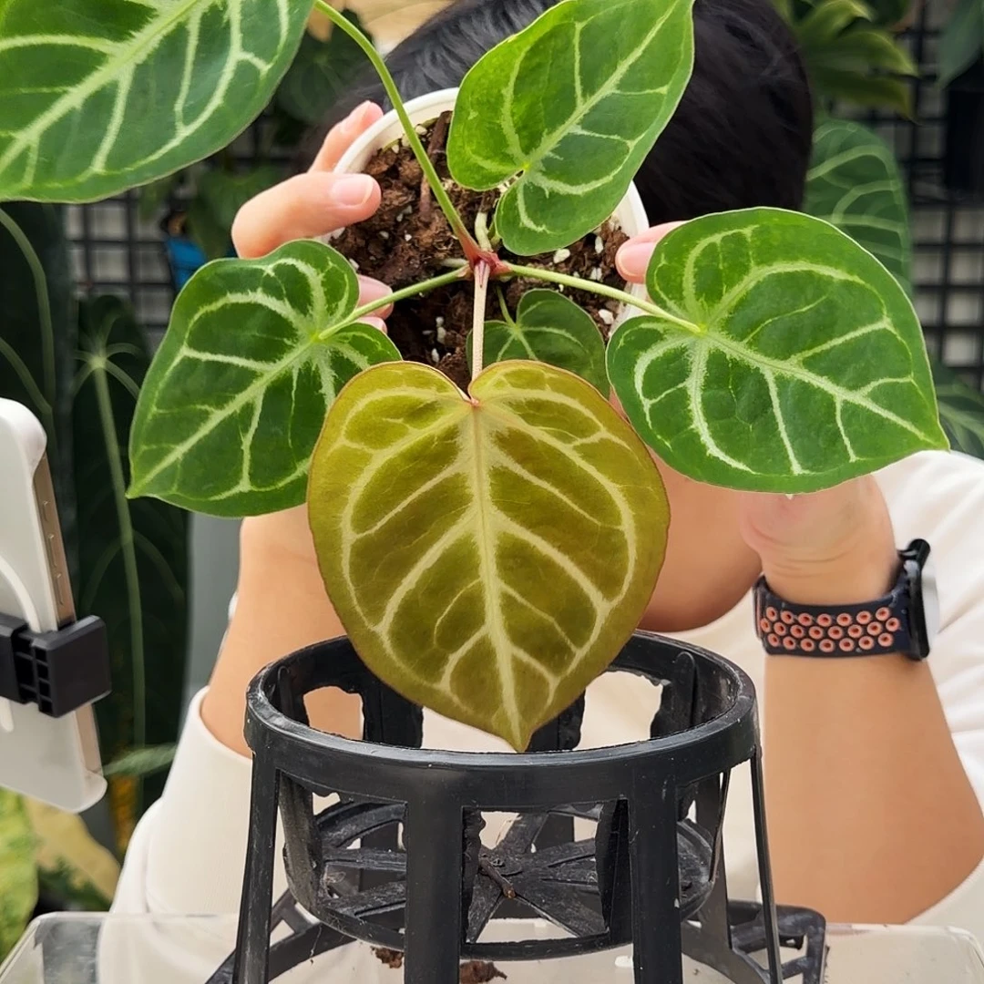 完全开放O172 蝴蝶花烛