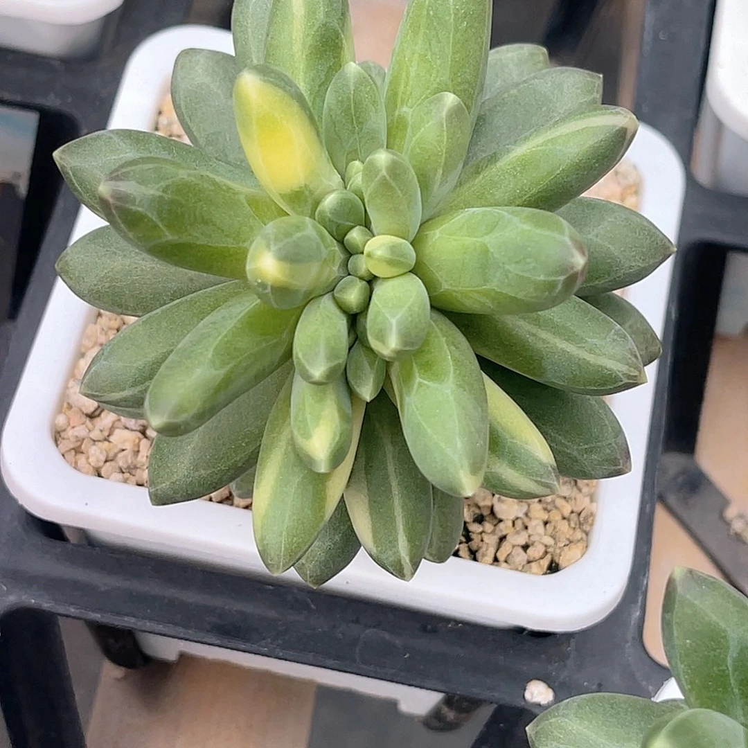 尚品园艺福利千代田锦缀化老桩