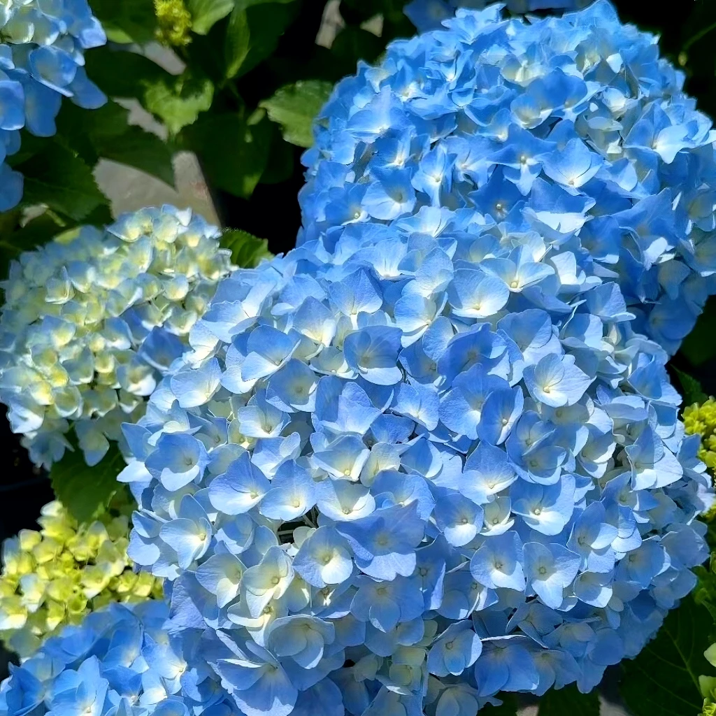 【大海蓝】180#老桩大苗绣球 大花带花苞阳台庭院四季开花好养