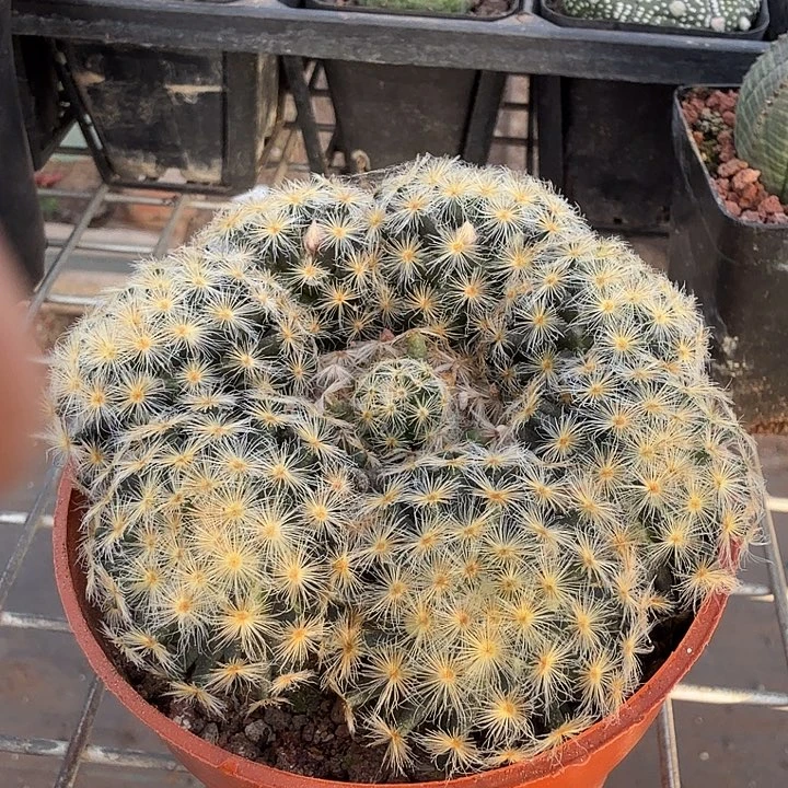 明星群多头8仙人球