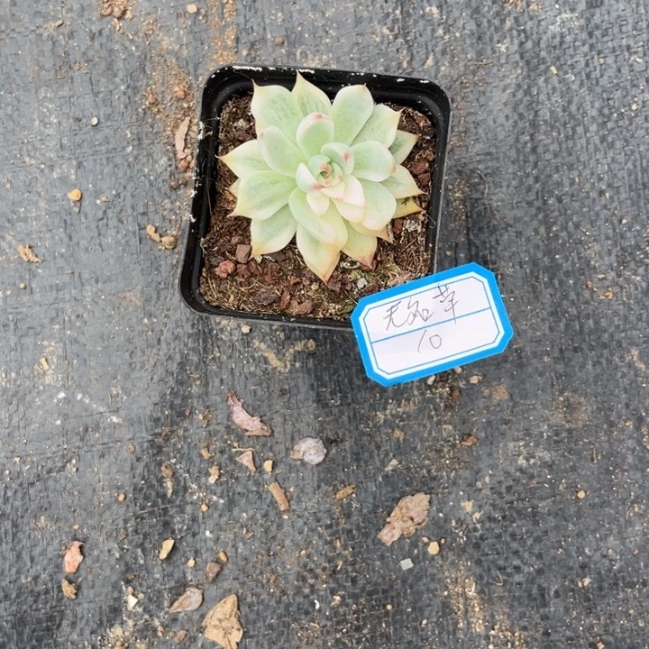 无***草吉娃娃锦多肉植物，，，，