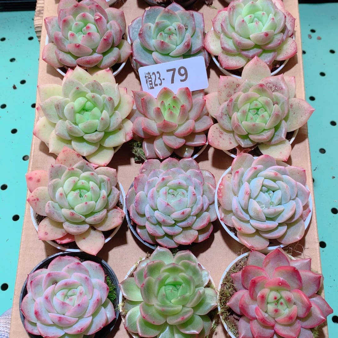 23-79一物一拍多肉带盆18颗
