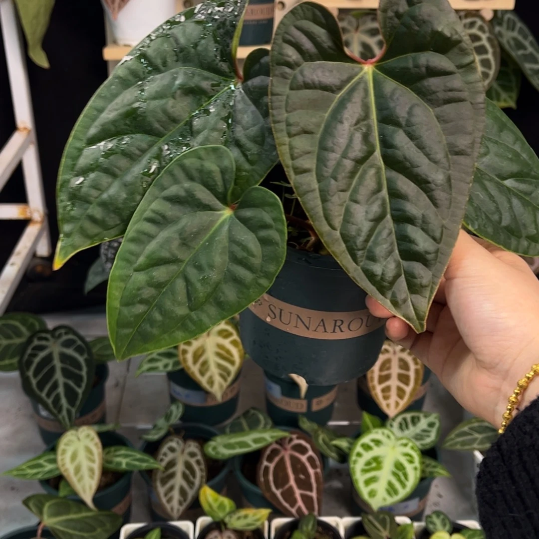 无花朵002 奢华杂