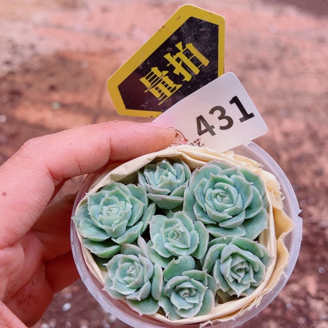 多肉植物多肉植物
