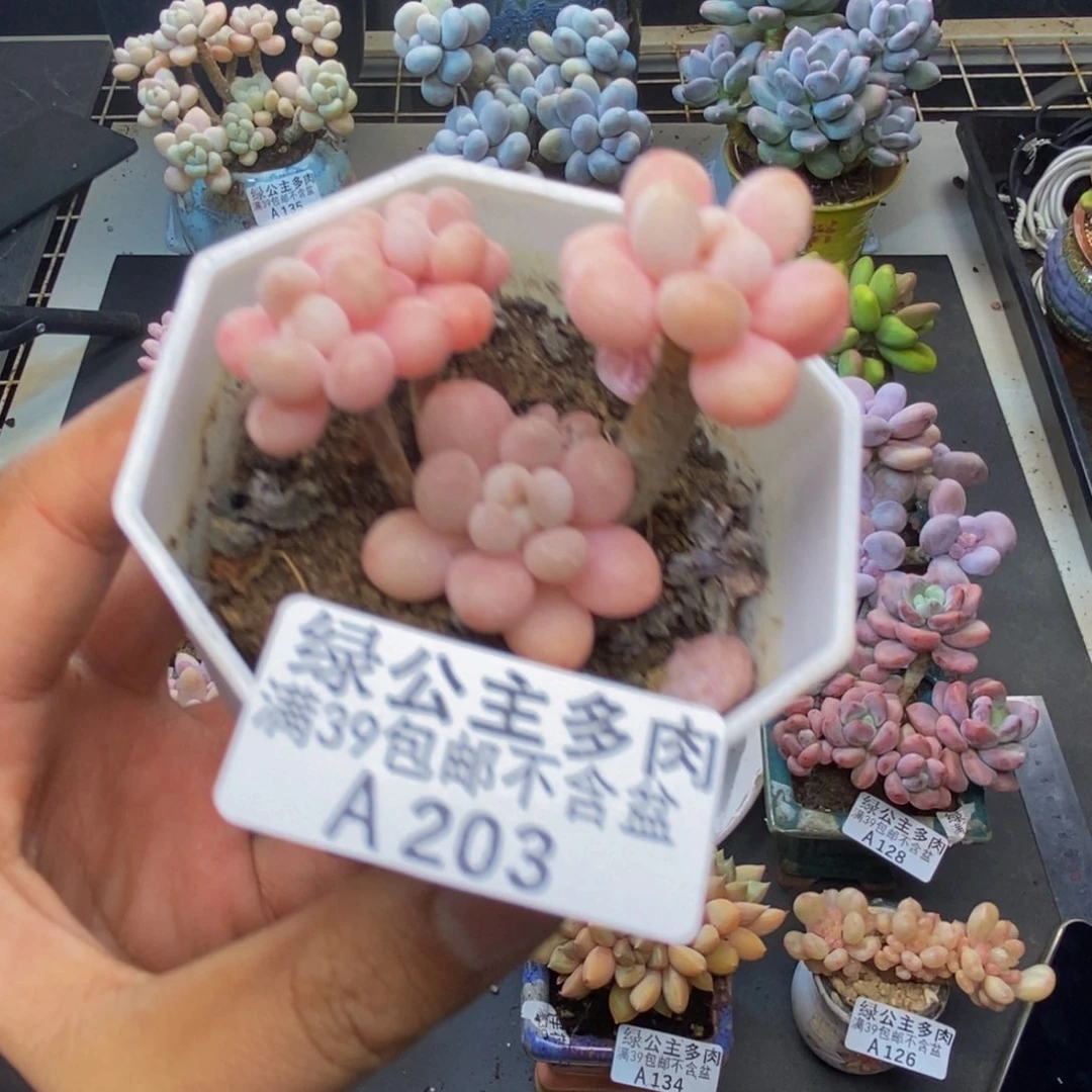 203鱼子酱多肉5c m
