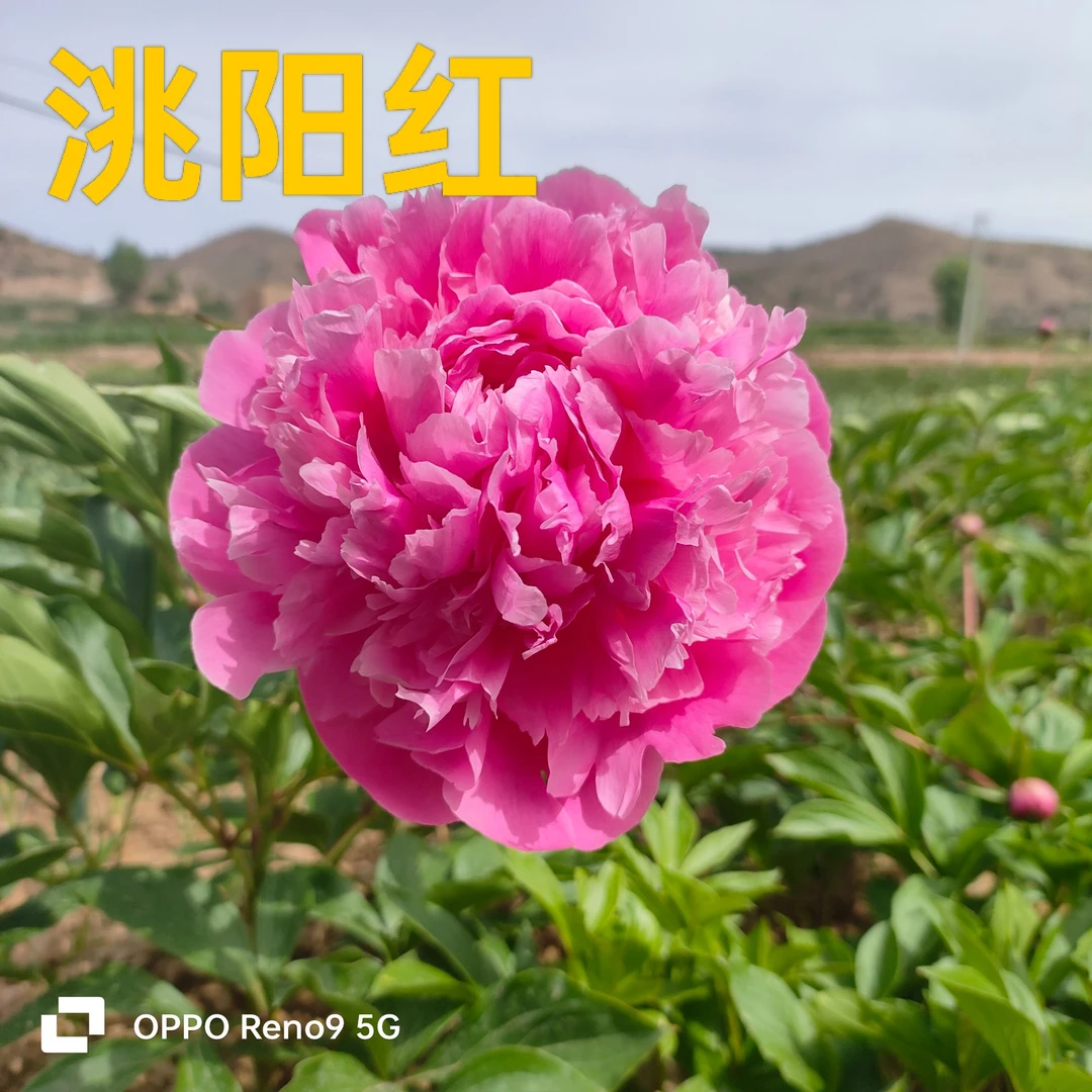 【甘肃芍药洮阳红】重瓣芍药芍药直发高品质鲜切花生活鲜花