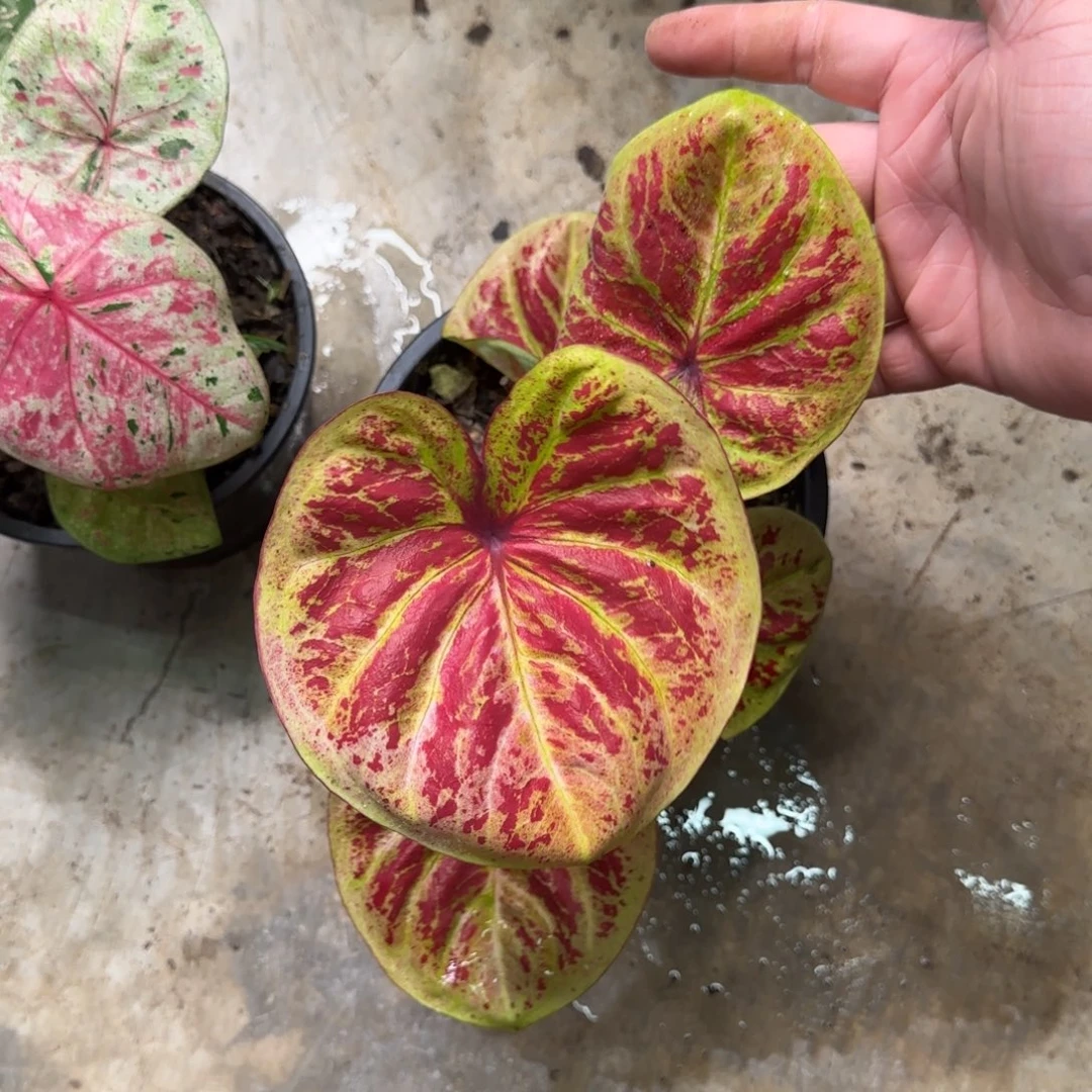 77-0913泰国发货金饭碗