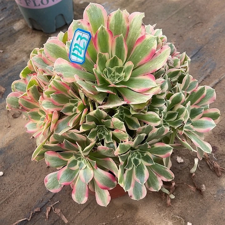多肉植物布加迪1223