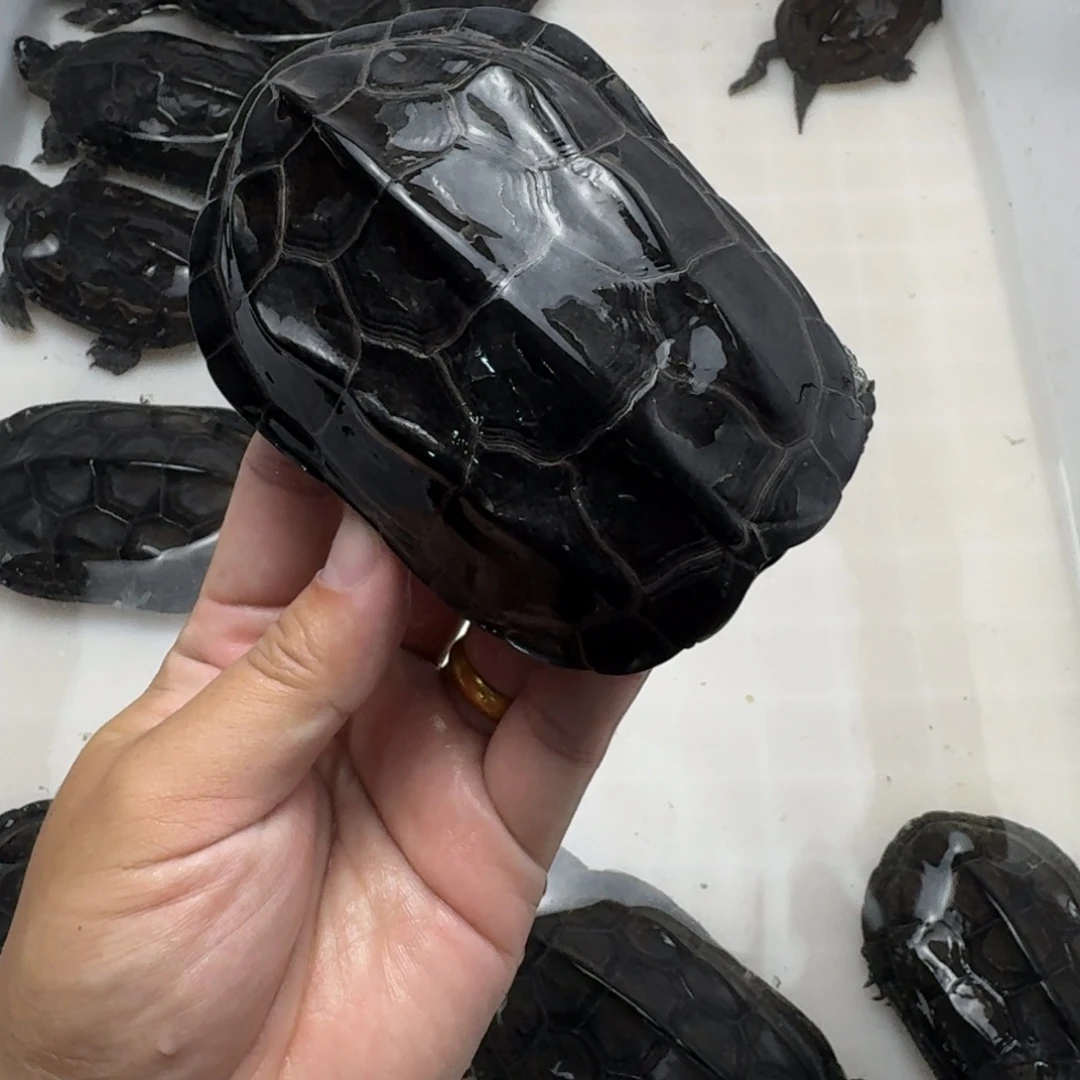 中华草龟公10年碳