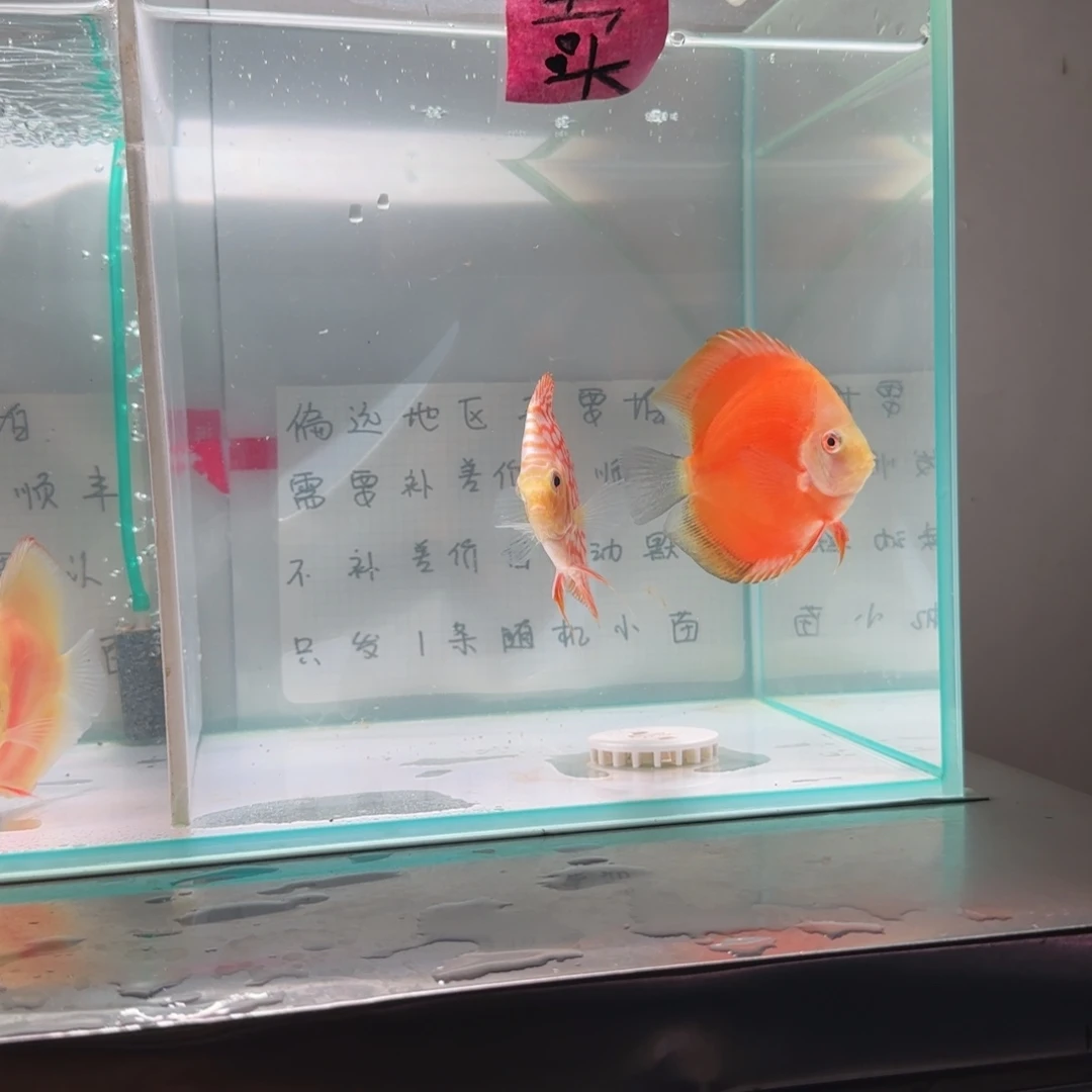 七彩神仙鱼七彩神仙鱼