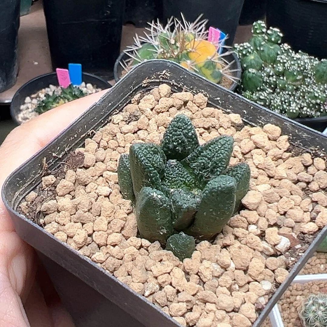 无花朵实生苗接自根辛顿牡丹