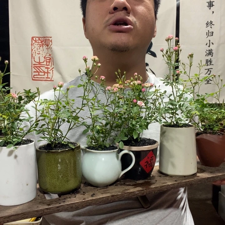 圆托淡粉月季一盆器型随缘带盆发货